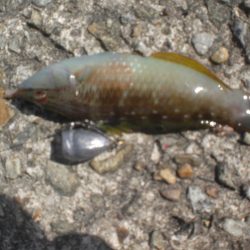 今日もアイナメ