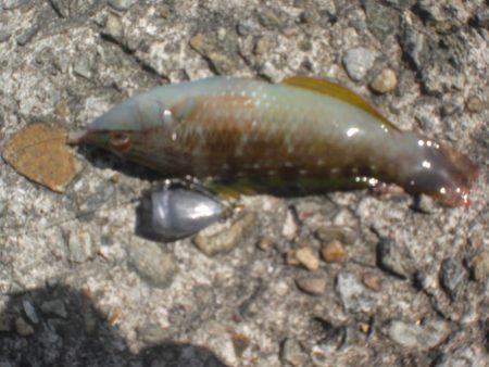 今日もアイナメ