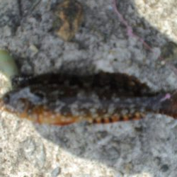 今日もアイナメ