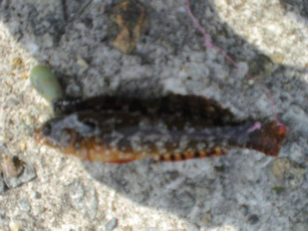 今日もアイナメ