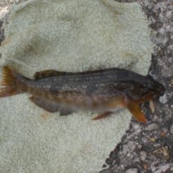 今日もアイナメ