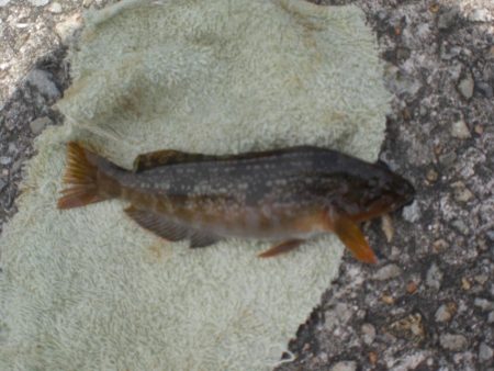 今日もアイナメ