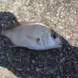 今日は淡路島で