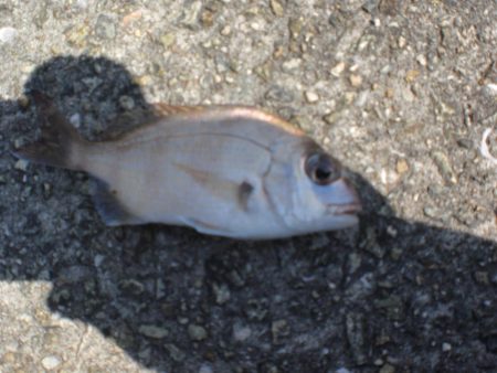 今日は淡路島で