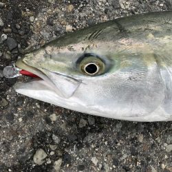 ブリ 98cm ゲット❗️