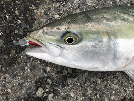 ブリ 98cm ゲット❗&#…