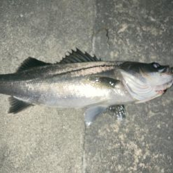 まだまだバチ抜け