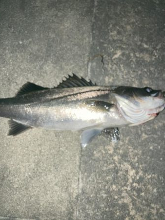 まだまだバチ抜け