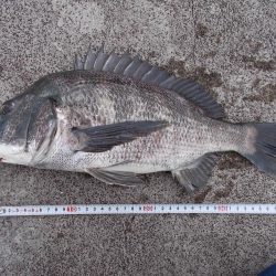 和歌山市某所で落とし込み　真チヌ４１ｃｍ以下計５枚