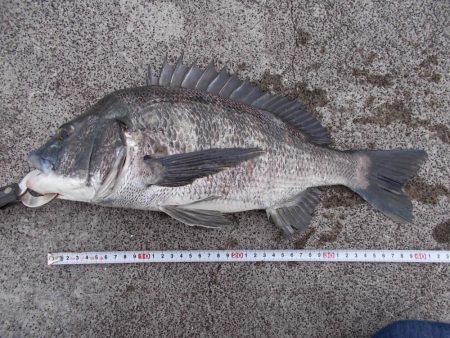 和歌山市某所で落とし込み　真チヌ４１ｃｍ以下計５枚