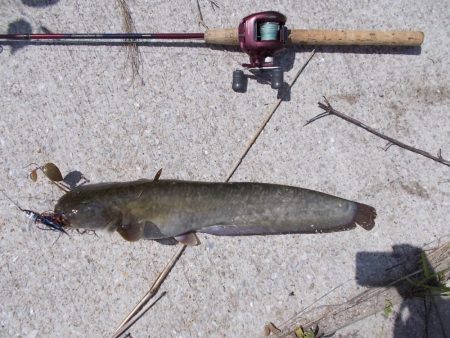 某川でナマズ２本