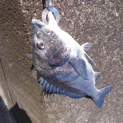 紀ノ川　落とし込みで真チヌ４５ｃｍ✖１枚