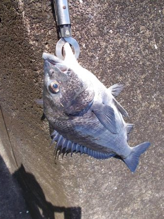 紀ノ川　落とし込みで真チヌ４５ｃｍ✖１枚