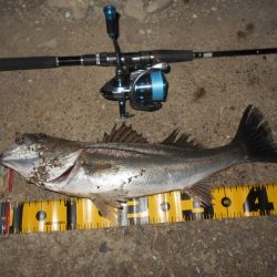 5/4バチパターン調査