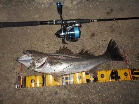 5/4バチパターン調査