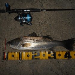 5/6バチパターン調査