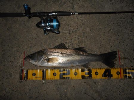 5/6バチパターン調査