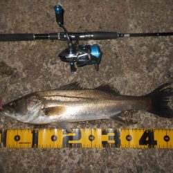 5/8バチパターン調査