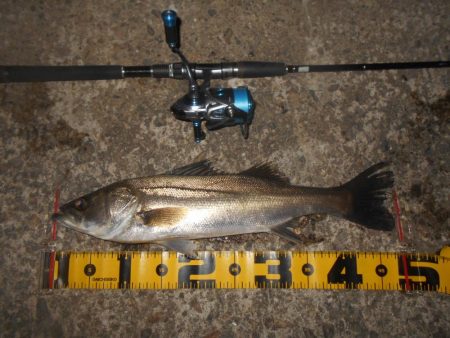 5/8バチパターン調査