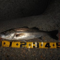 5/10バチパターン調査