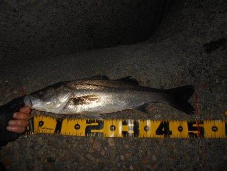 5/10バチパターン調査