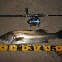 5/11バチパターン調査(淀川シーバス釣行)