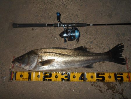 5/11バチパターン調査(淀川シーバス釣行…