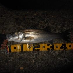 5/13バチパターン調査