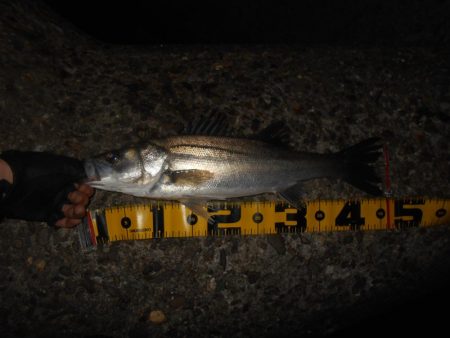 5/13バチパターン調査