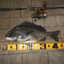 チヌの方が活性高め