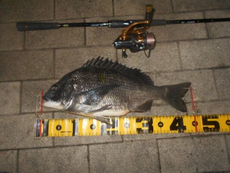 チヌの方が活性高め