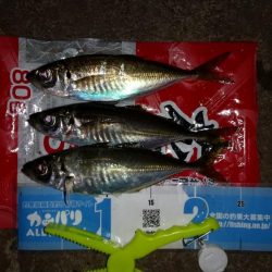 ランガンしないとボウズでした~!