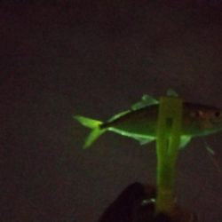 昨日がボウズだったので今日もボウズかな～っと思っていたのですが！