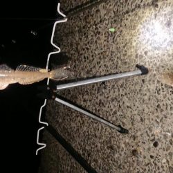 夜釣りでアイナメ