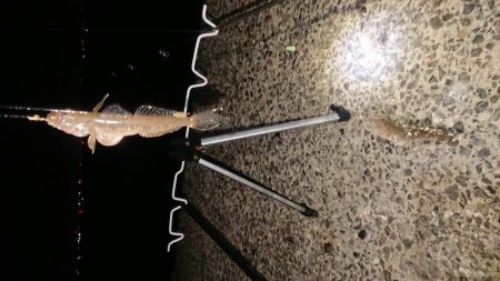 夜釣りでアイナメ