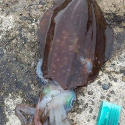 キロインパクト!