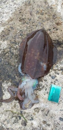 キロインパクト!