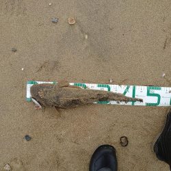 サーフでマゴチ