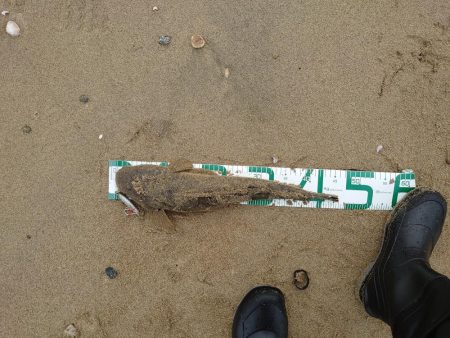 サーフでマゴチ