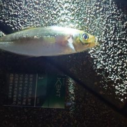 丸々としたいいアジがやっと釣れました。(^_^)v