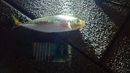 丸々としたいいアジがやっと釣れました。(^_^)v