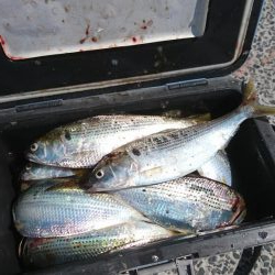 ﾌｧﾐﾘｰﾌｨｯｼﾝｸﾞ