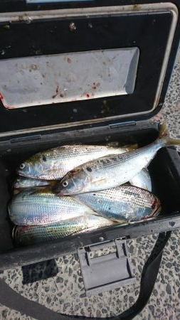 ﾌｧﾐﾘｰﾌｨｯｼﾝｸﾞ