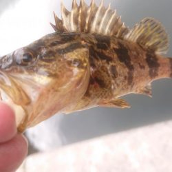 ライトタックルでショアゲーム