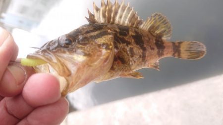 ライトタックルでショアゲーム