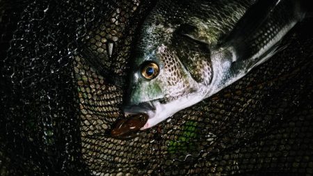 上げのシャローエリア