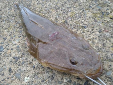 フラットとフラット