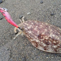 サーフでイカとシーバス