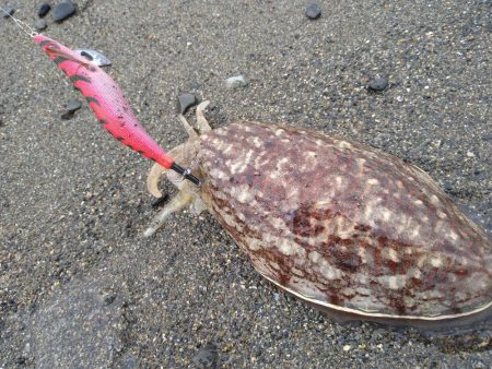 サーフでイカとシーバス