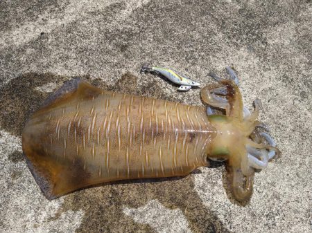 4年ぶりの春アオリ